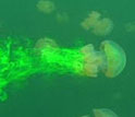 Made visible by fluorescent dye, water moves with swimming jellyfish in a lake in Palau.