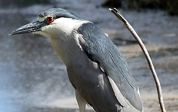 a black-crowned Night Heron