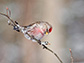 a Common Redpoll