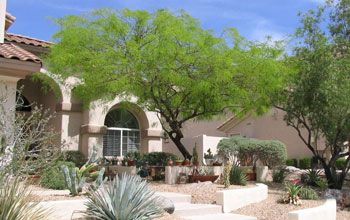 Photo of a xeric, or desert, yard in Phoenix.