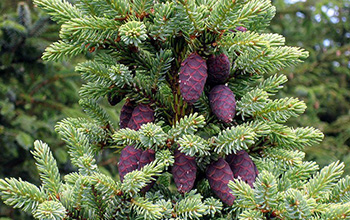 Black spruce trees are struggling to regenerate amid more frequent Arctic forest fires.