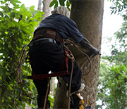 Awardee Benjamin Blonder will study transportation networks in leaves.