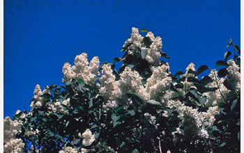 Photo of lilac flowers.