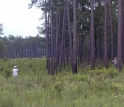 Researchers record the movements of a bluebird along the edge of a forest in South Carolina.