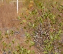 The grayish fruits of wax myrtle (foreground) are a favorite food for many wild birds.