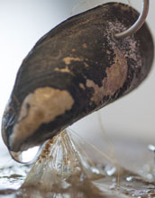 Mussel being pulled with a hook to test maximum force needed to pull it free.