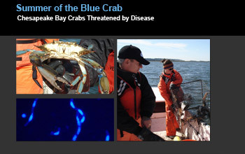 blue crab with the text photo gallery
