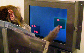 A monkey using a computer