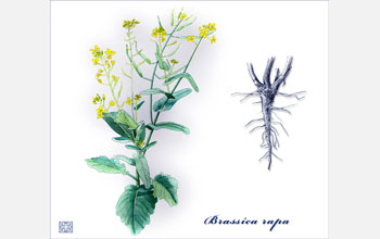 The <em>Brassicas</em>, or cabbage family, are being studied to see how their gene networks function