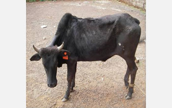 an African cow.