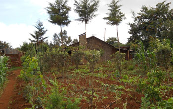 Smallholder farm house surrounded by trees in rural Kenya