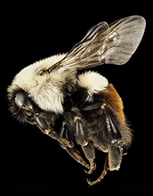 The common eastern bumble bee served as the taste-tester in a nectar preference experiment.