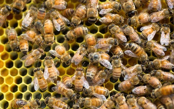 Honey bee synchronicity inspired new algorithms to help computer servers work together.