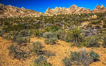 Mojave Desert