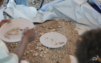 Photo showing researchers sifting dirt in pursuit of fossil bones.