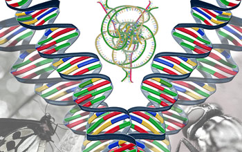 RNA loops and knots guide genetic modifications