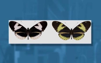 two butterflies next to each other showing differences