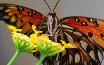 butterfly sitting on a flower