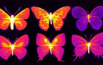infrared photographs of butterflies