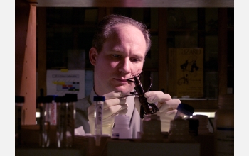 Professor Michael Whiting examines a walking stick in his lab