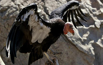 a California condor