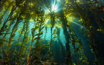 Researchers are finding that giant kelp is crucial to California coastal ecosystems. 