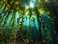 Researchers are finding that giant kelp is crucial to California coastal ecosystems. 