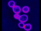 Aneuploid yeast cells