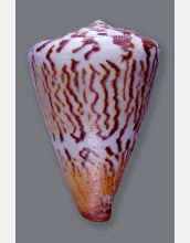 Cone snail species <em>Conus capitaneus</em>