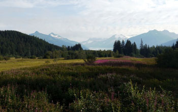Photo of a meadow with wildflowers surrounded by evergreen trees with mountains in the background.