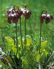 The northern pitcher plant, Sarracenia purpurea