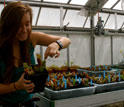 Ecologist Jennie Sirota feeds a wasp to a pitcher plant.