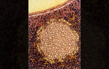 Illustration showing cross section of a casein micelle and a fat globule from cow's milk