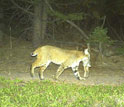 Photo of a bobcat with cottontail rabbit taken with a motion-activated camera.