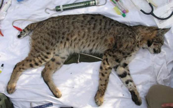 Photo of an immobilized bobcat whose spot pattern helps identify individuals.
