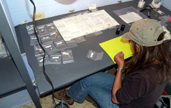 Cataloging artifacts in field lab at Barger Gulch Locality B, Middle Park, Colorado