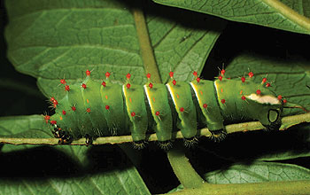 A <em>Rothschildia lebeau</em> (Saturniidae) caterpillar