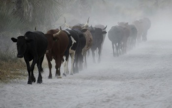 Moving cattle herd