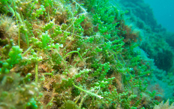 Tropical algae