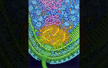 Illustration showing a stage in the aquatic bacterium <em>Caulobacter crescentus'</em> life cycle