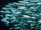 Pacific sardine