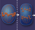 At any given time, individual cells in a population are at various stages of their life cycles.