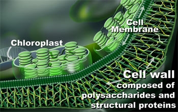 Generalized plant cell wall