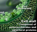 Generalized plant cell wall