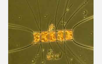 Diatom algae <em>Chaetoceros sp.</em>
