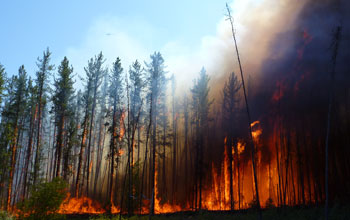 Alaska forest fire near NSF's Bonanza Creek LTER site