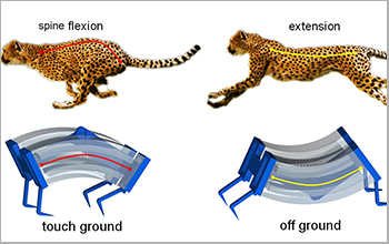 cheetah and soft robot