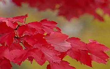 Red leaves on tree branch