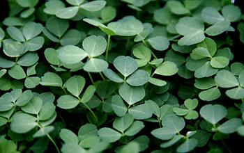 field of green clovers