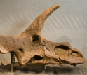 A skull of Triceratops collected in a Denver suburb in 2004.